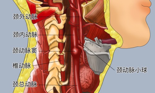 吸附剂的功效和作用-吸附片的功效网- 吸附疗法适合哪些病知识,分享吸附药的作用是什么